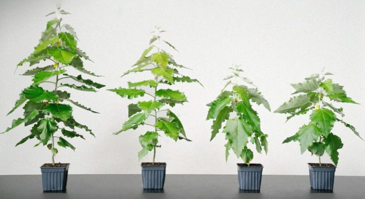 Startup หัวใส ทำต้นไม้ GMO เพื่อให้ดูดคาร์บอนไดออกไซด์มากขึ้นต้านโลกร้อน